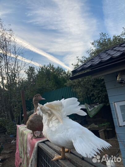 Семья молодых индоуток