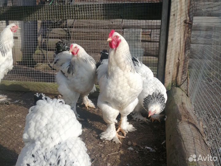 Петух брама