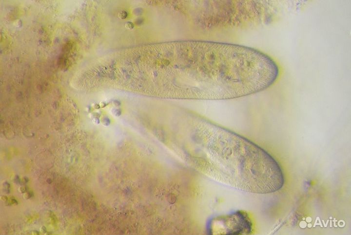 Слайдер-конденсор темного поля для Микромед inf(U)