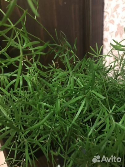 Растение для дома Аспарагус Шпренгера