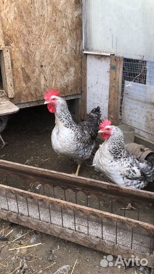Ия породных кур