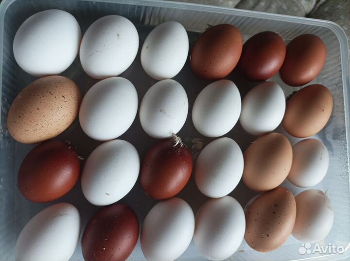 Домашние яйца