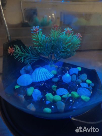 Аквариум для петушка с подсветкой