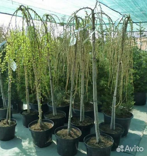 Лиственница пендула