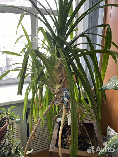 Пальма панданус