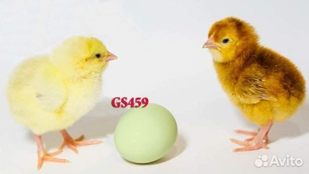 Цыплята Доминант с цветным яйцом