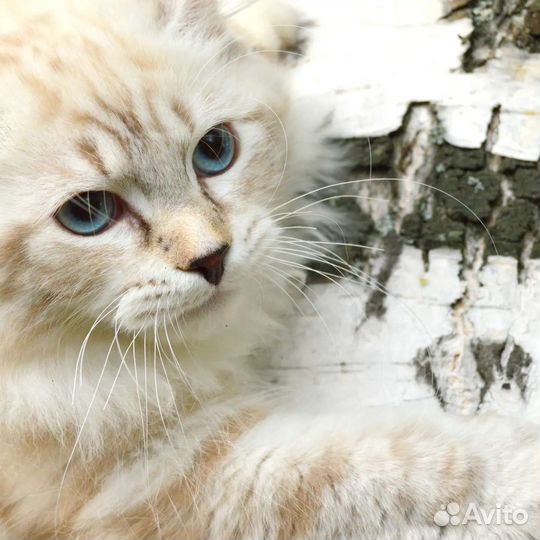 Породные котята