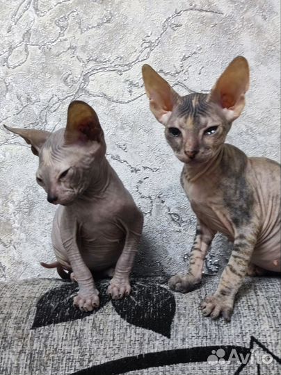 Донской сфинкс