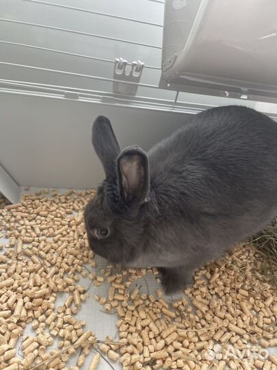 Карликовый кролик