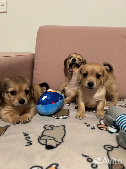 Щенки чивини (кремовая такса и чихуахуа