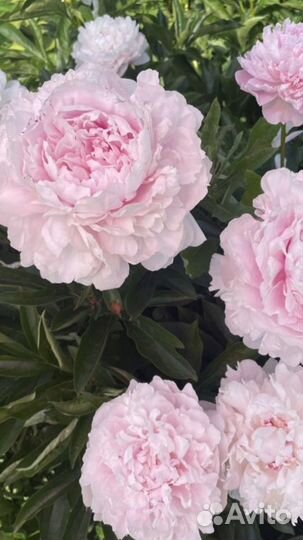 Пион Сара Бернар, Фестивальный старинн