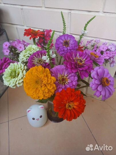 Цинии разных оттенков, срезка в июле