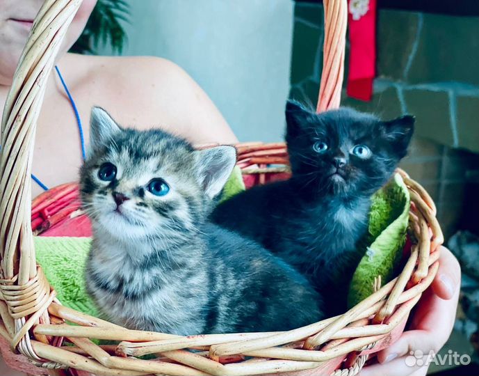 Кошки в добрые руки