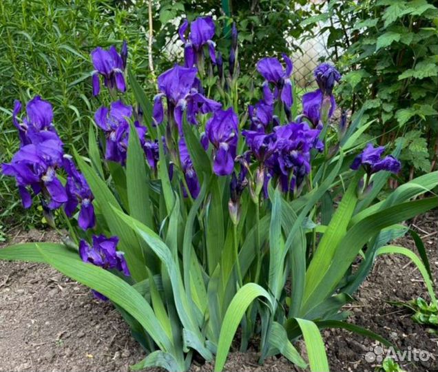 Ирис многолетний