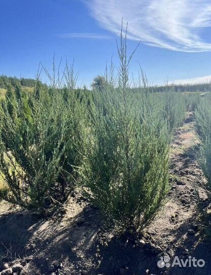 Можжевельник Блю Эрроу из питомника с доставкой