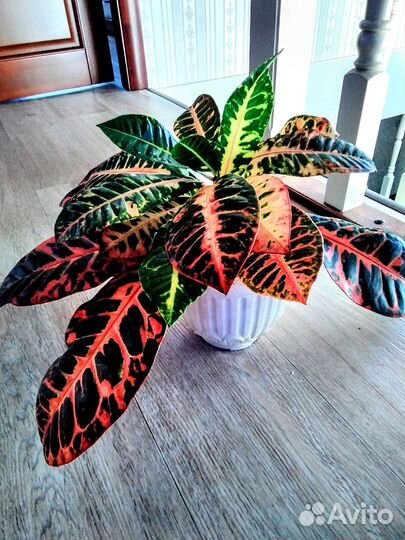 Кротон Норма,Кодиеум