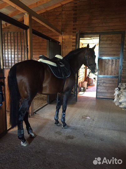 Ганноверский мерин в конкур/выездку