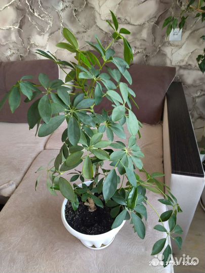 Драцена, шефлера, юкка,фикус