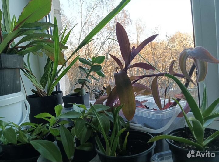 Хлорофитум, сингониум и другие