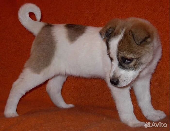 Щенок выброшенный в коробке ищет дом