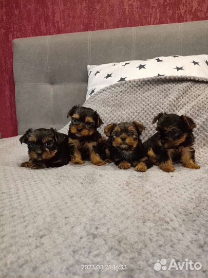 Йоркширский терьер