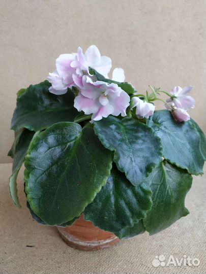 Фиалка нежно-розовая