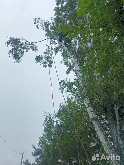 Спил опиливание деревьев