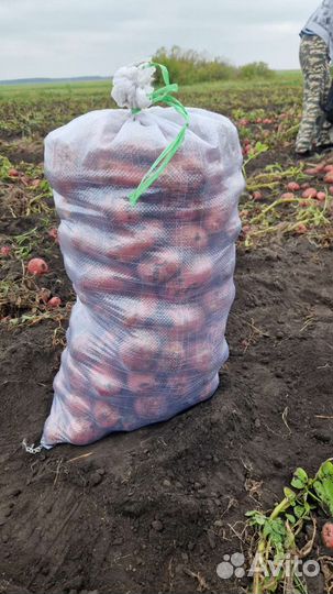 Продам картофель