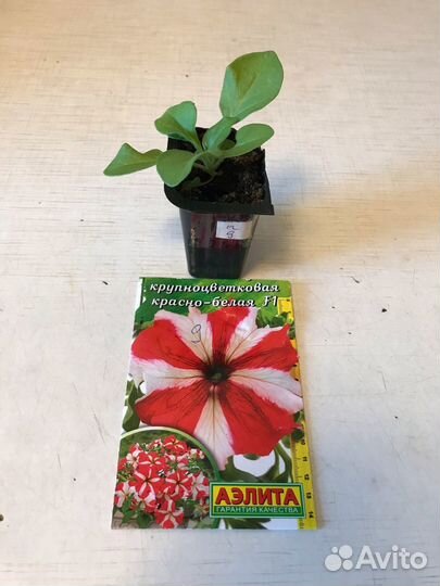 Продаю комнатные цветы