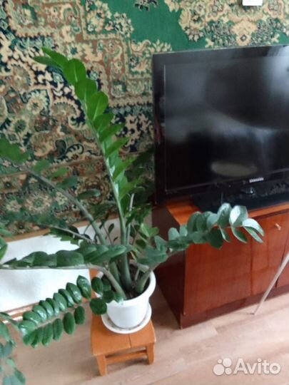 Продам комнатные растения