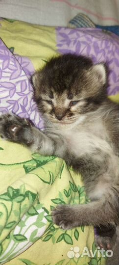 Британская кошка в дар