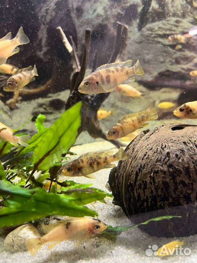 Рыбки цихлиды, Зебра мармеладная мальки