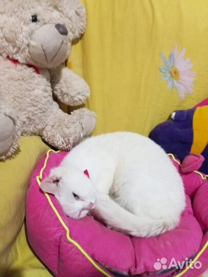 В добрые ручки