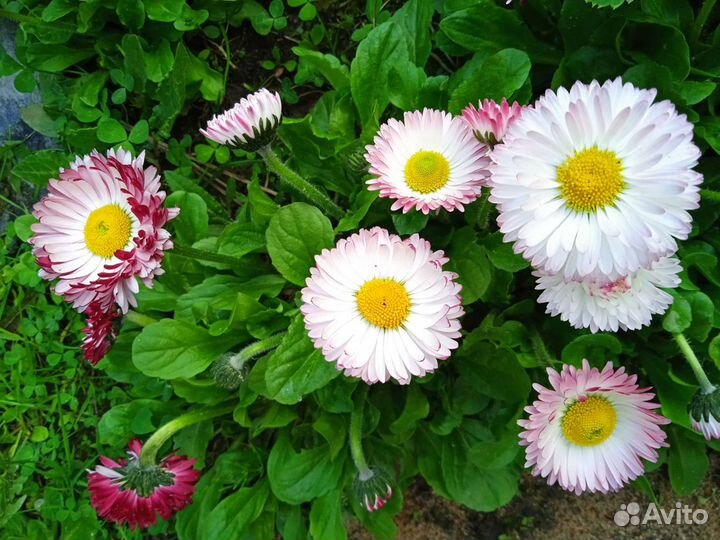 Маргаритки