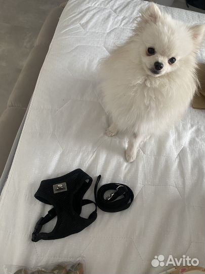 Шлейка для собак мелких пород