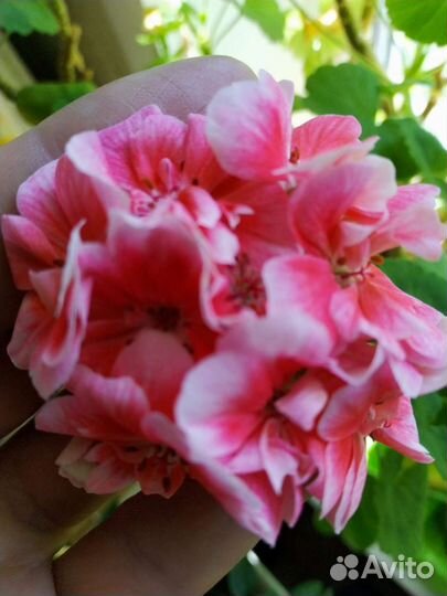 Герань/пеларгония персиковая