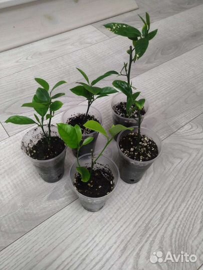 Лимон Мейер