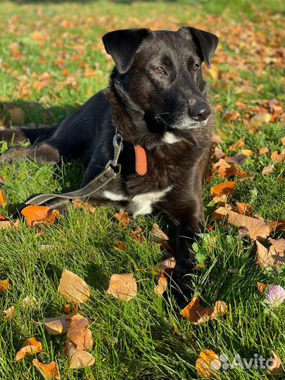 Ищем дом для замечательной собаки