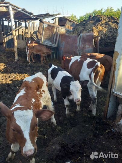 Телята бычки