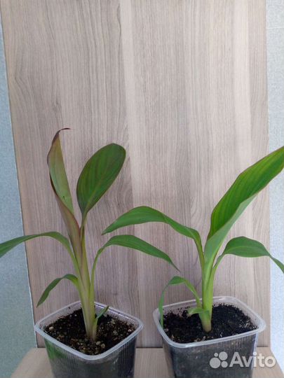 Цветы комнатные, канна