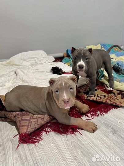 Американский булли