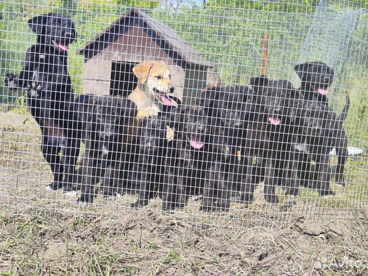 Отдам щенков в добрые руки бесплатно