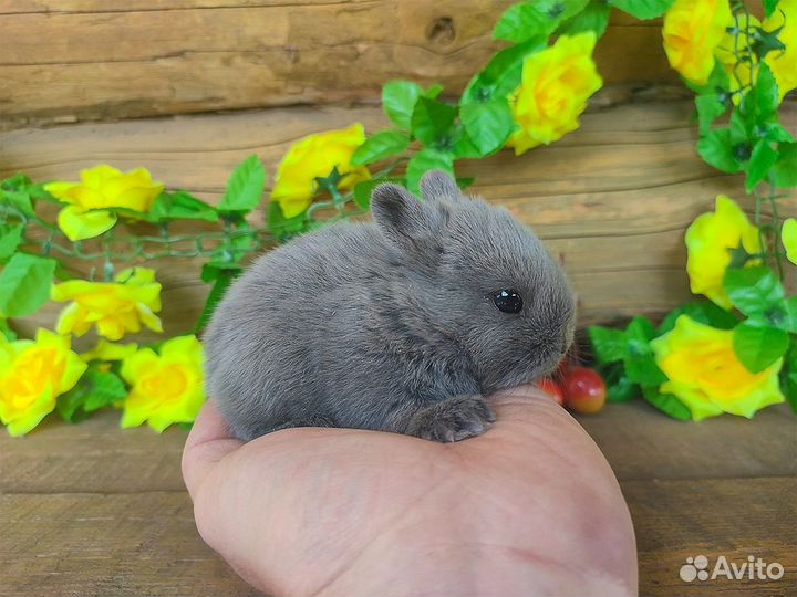 Декоративные домашние кролики