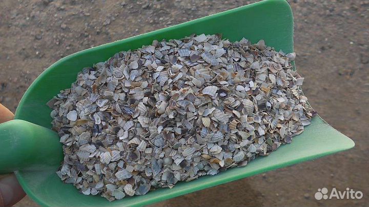 Ракушка морская