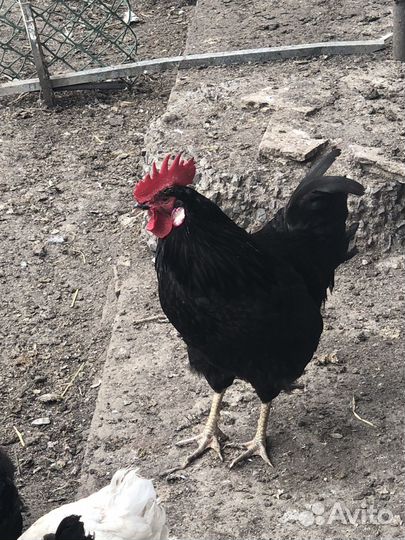 Молодые петухи