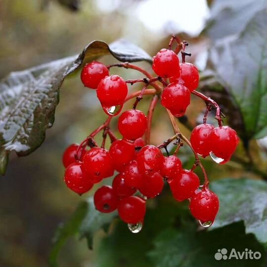 Замороженное пюре Калина 1кг