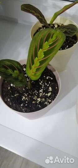 Маранта триколор