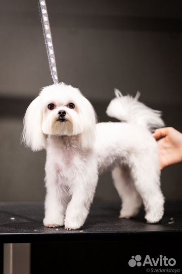 Груминг. Модель на стрижку