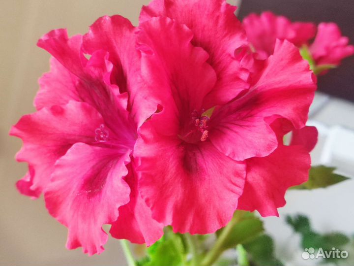 Шикарная пеларгония, большие цветы