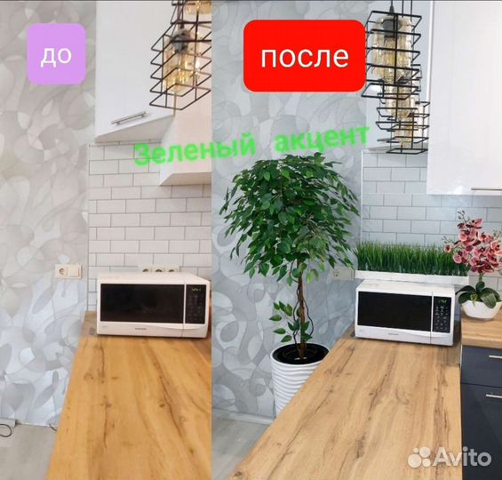 Фикус бенджамина